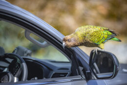 New Zealand 2025 (1 group) (27/66)